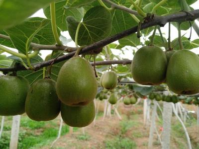 四川綿陽安州區紅心獼猴桃 優質果品，批發價僅5.00元/斤