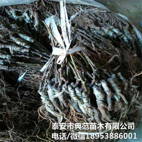 布魯諾獼猴桃苗市場全解析 銷售渠道、價格與產業發展