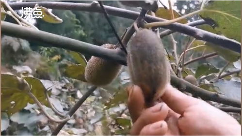 煤塵遮蔽下的豐收 2萬斤獼猴桃銷售無門，果農盼救助